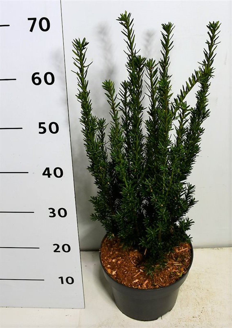 Taxus media 'Hillii' - C5 60-70 CM